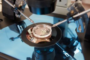 Laboratory Fertilization Of Eggs In IVF Treatment