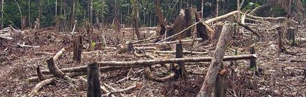 Deforestation: The Greatest Threat Faced by Biodiversity