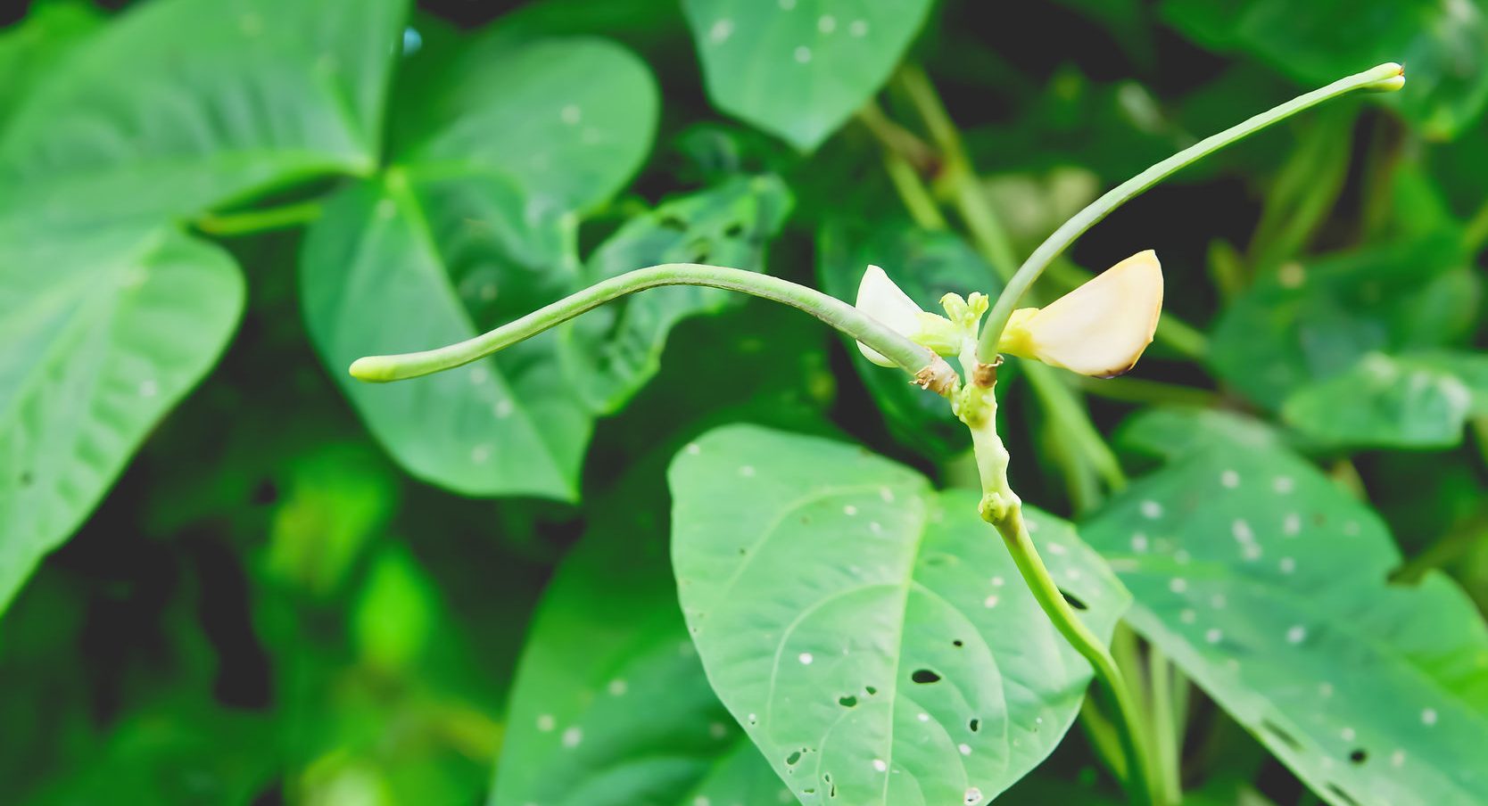 Fascination of Plants | Lancaster Plant and Crop Science