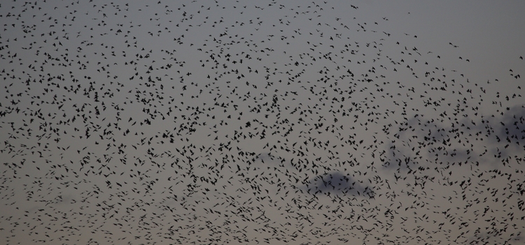 A image of starling murmuration at dusk