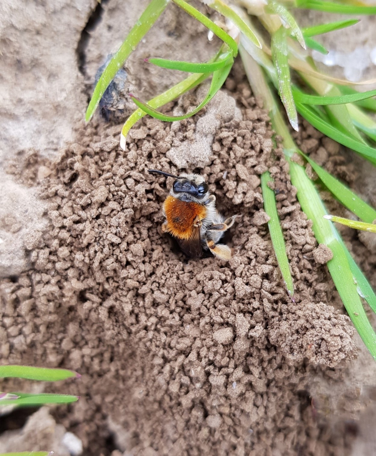 Solitary Ground-nesting Bees And Their Nesting Preferences – Waitrose ...