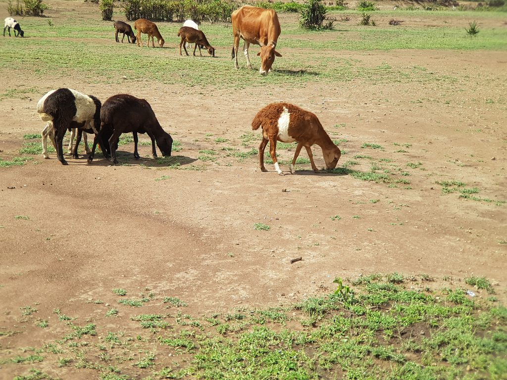 Grazing in Kenya