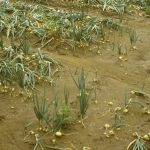 Erosion in an onion field